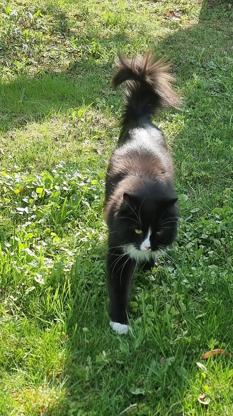 katten går i gräset