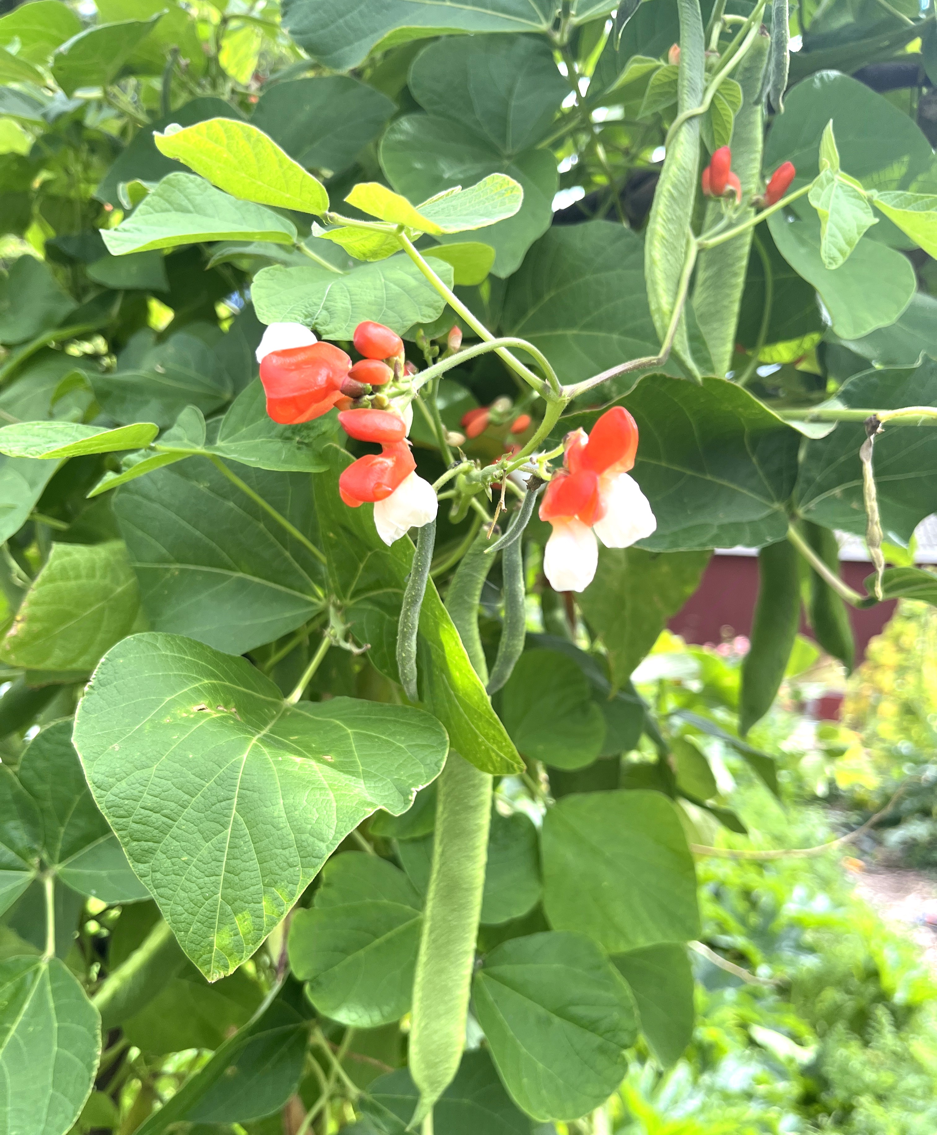 Rosenböna