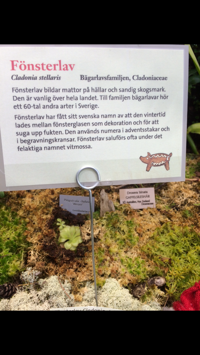Bergianska trädgården. Foto: Karin Öhrner