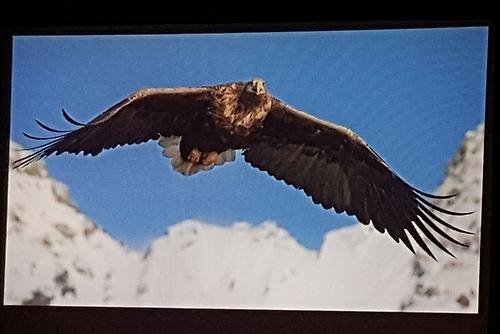 Denna mäktiga örn kom flygande alldeles ovanför båten vid Lofoten.