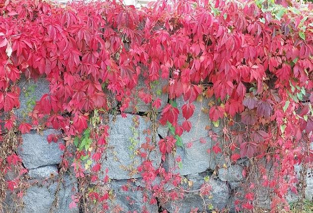 Stenmur med röda löv