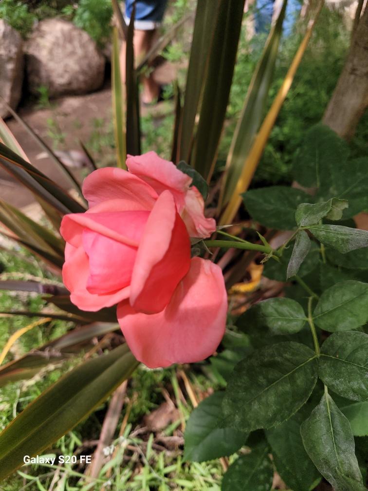 En ros i trädgården