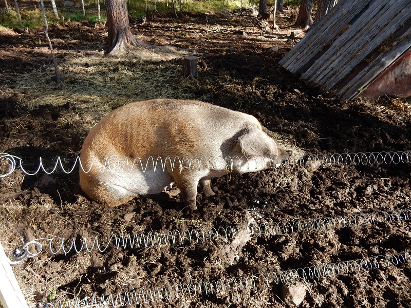 En gris bökar i jorden.