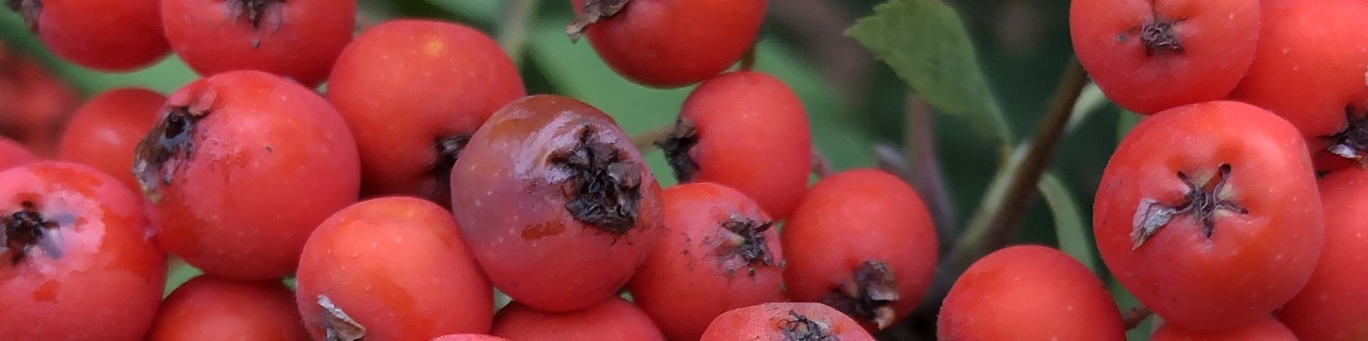 amaryllisblomma