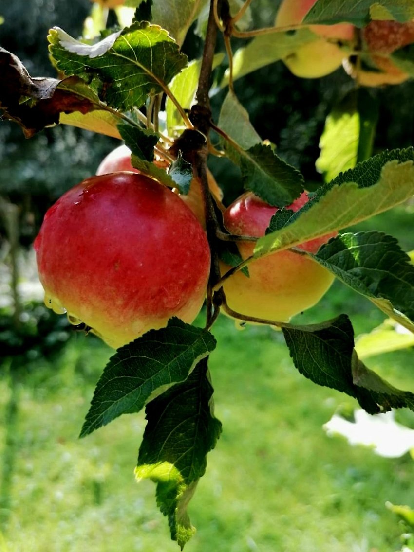 Äpple på en gren