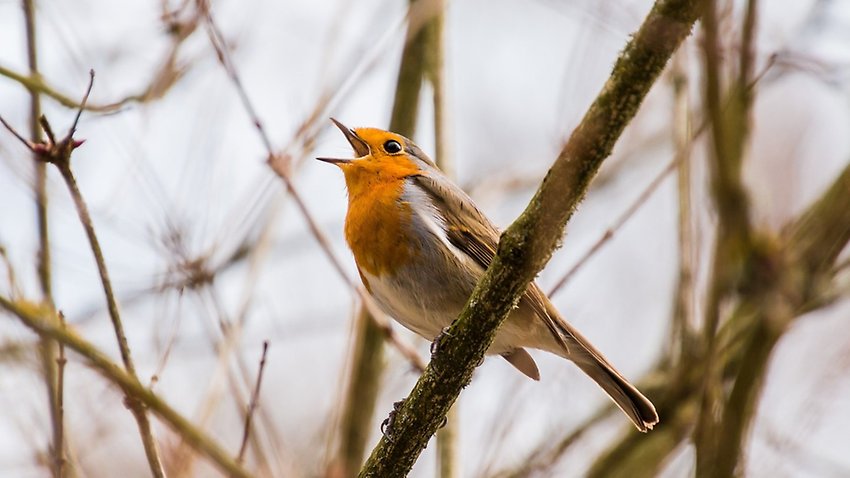 Fågel som sjunger (foto från Pixabay)
