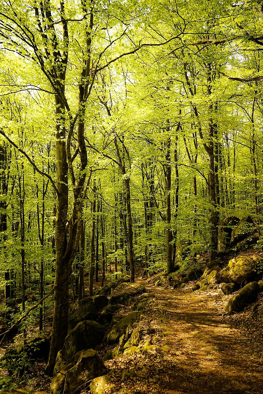 En stig i en grönskande skog