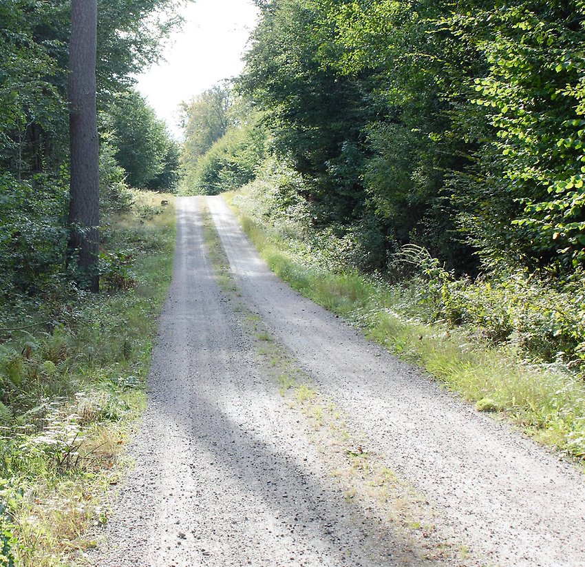 En skogsväg