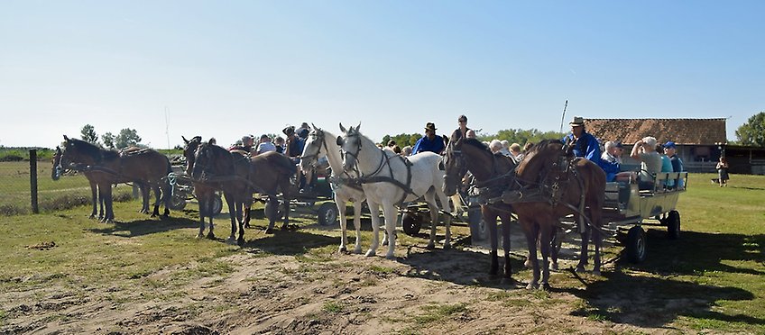 Hästskjuts på pustan i Ungern.