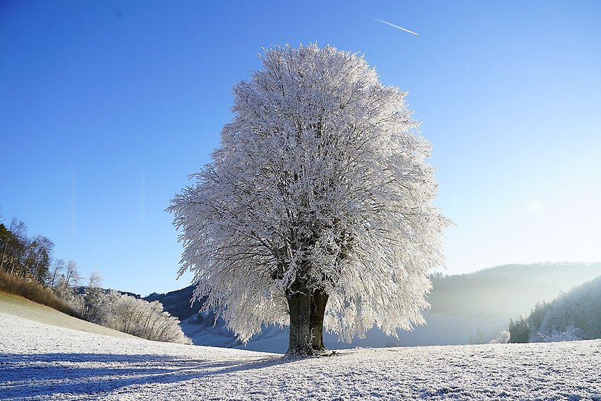 Vinterträd/pixabay