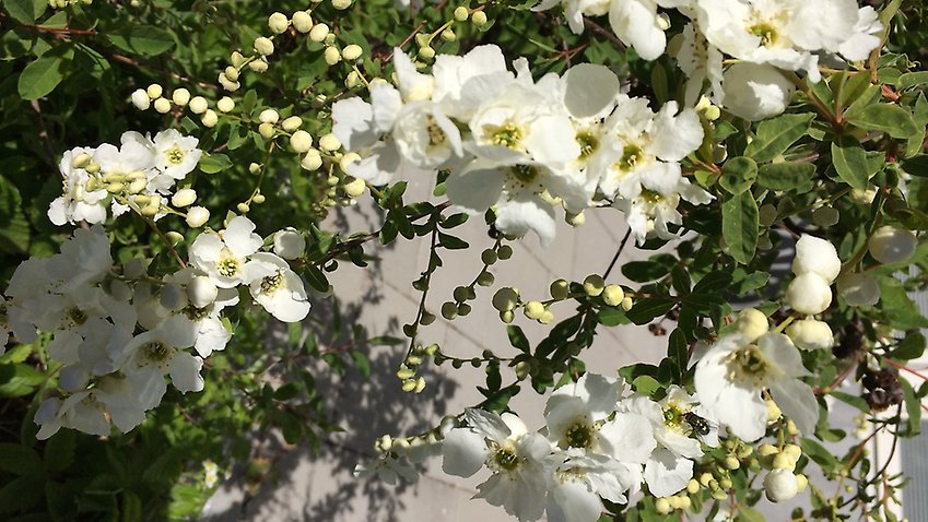 Närbild buske, vita blommor.  Fotograf Viveka Gunnarsson