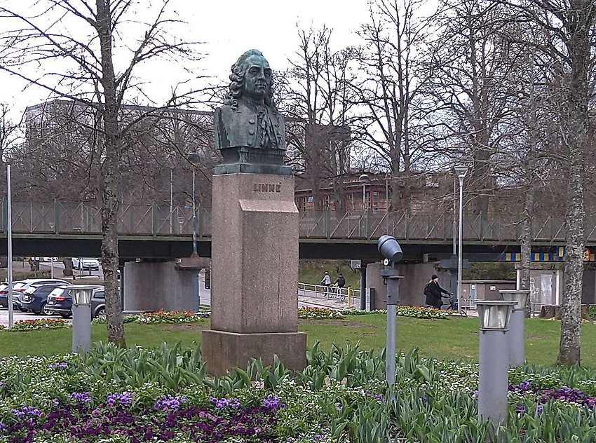 Staty av Carl von Linné i
Linnéparken. Konstnär: John Börjesson