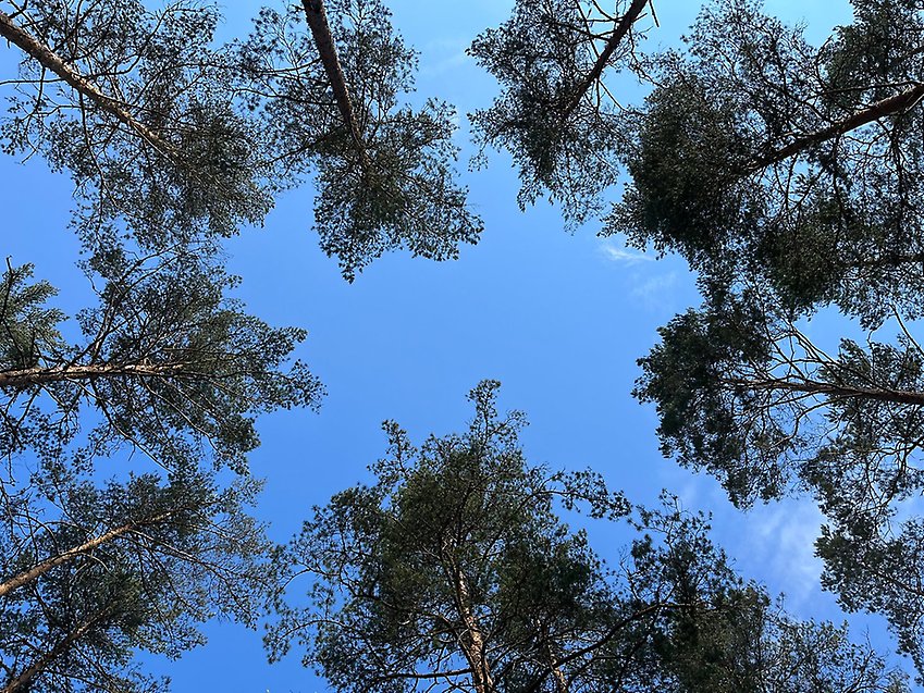 Tallkronor under blå himmel