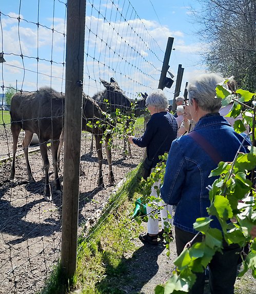 Matar älgar med björkris